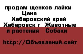 продам щенков лайки › Цена ­ 1 500 - Хабаровский край, Хабаровск г. Животные и растения » Собаки   